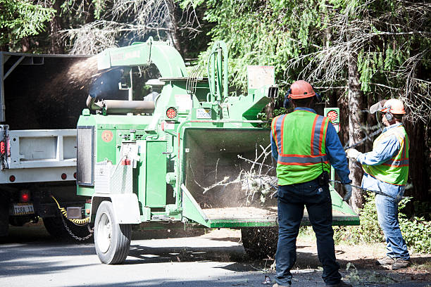 Reliable Mccormick, SC Tree Care Solutions