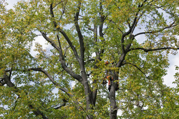 Tree and Shrub Care in Mccormick, SC